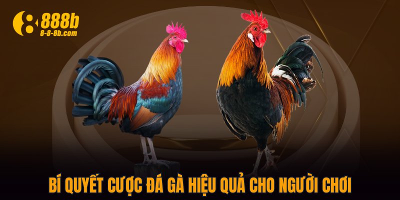 Bí quyết cược đá gà hiệu quả cho người chơi