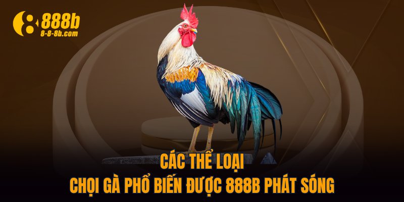Các thể loại chọi gà phổ biến được 888B phát sóng
