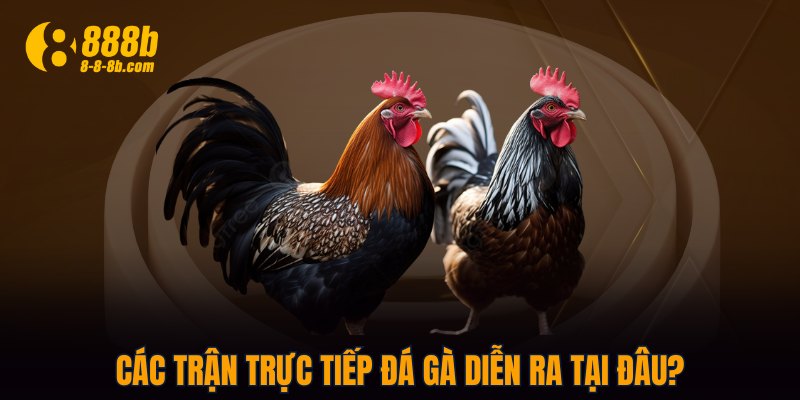 Các trận trực tiếp đá gà diễn ra tại đâu?