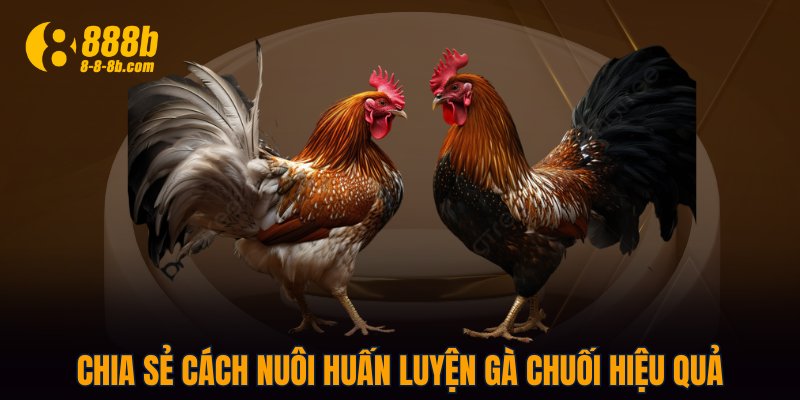 Chia sẻ cách nuôi huấn luyện gà chuối hiệu quả