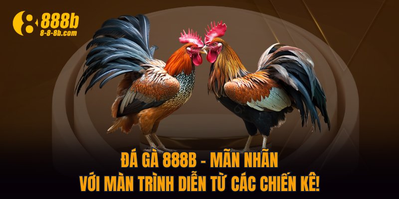 Đá Gà 888B - Mãn Nhãn Với Màn Trình Diễn Từ Các Chiến Kê!