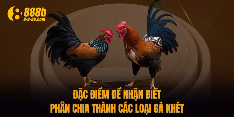 Đặc điểm để nhận biết phân chia thành các loại gà khét