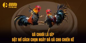 Gà Chuối Là Gì? Bật Mí Cách Chọn Ngày Đá Gà Cho Chiến Kê