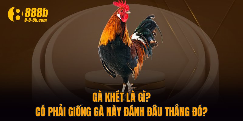 Gà khét là gì? Có phải giống gà này đánh đâu thắng đó?