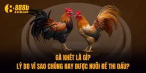 Gà Khét Là Gì? Lý Do Vì Sao Chúng Hay Được Nuôi Để Thi Đấu?