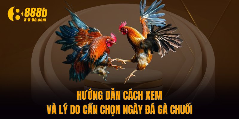 Hướng dẫn cách xem và lý do cần chọn ngày đá gà chuối