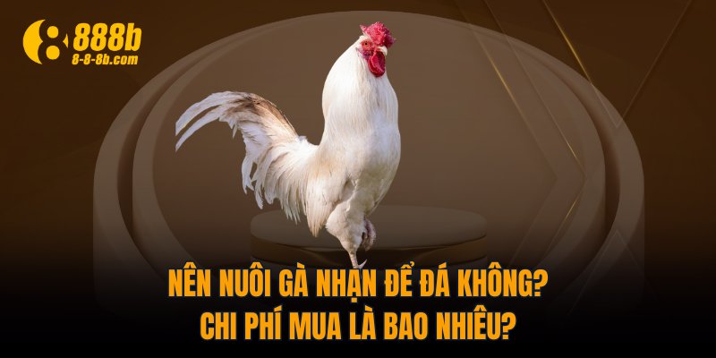 Nên nuôi gà Nhạn để đá không? Chi phí mua là bao nhiêu? 