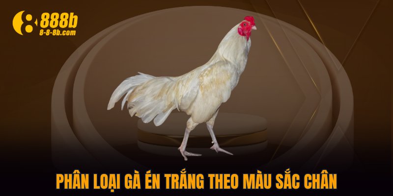 Phân loại gà én trắng theo màu sắc chân