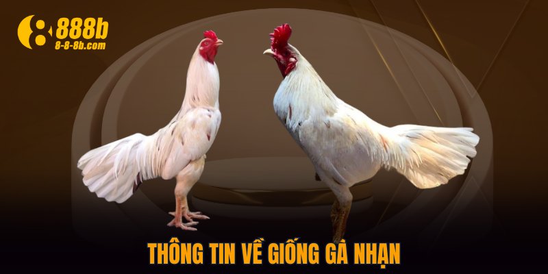 Thông tin về giống gà Nhạn