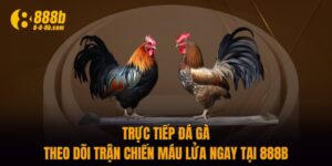 Trực Tiếp Đá Gà - Theo Dõi Trận Chiến Máu Lửa Ngay Tại 888B