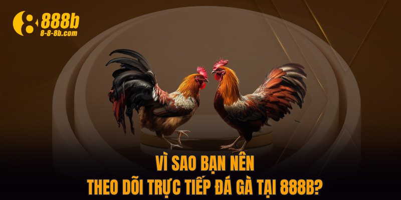 Vì sao bạn nên theo dõi trực tiếp đá gà tại 888B?