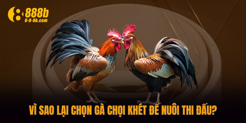 Vì sao lại chọn gà chọi khét để nuôi thi đấu?
